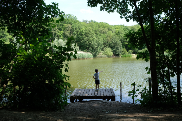 La forêt de Meudon